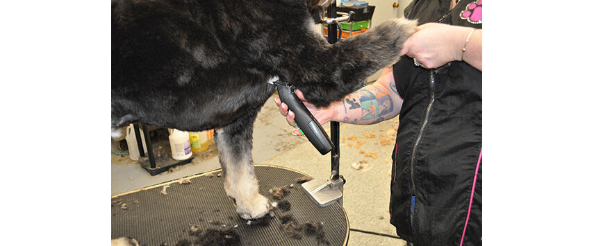 Grooming the Bernadoodle